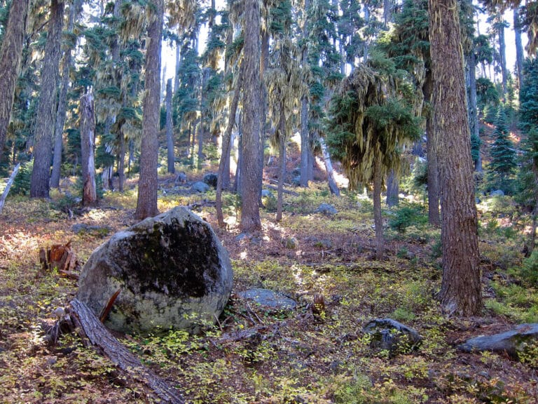 A pine forest hiking trail with sunlight filtering through the trees
